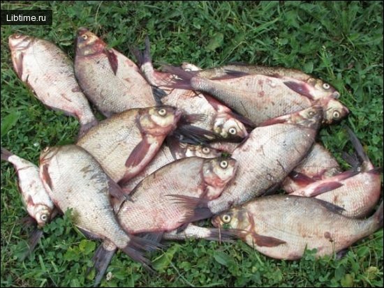 bream