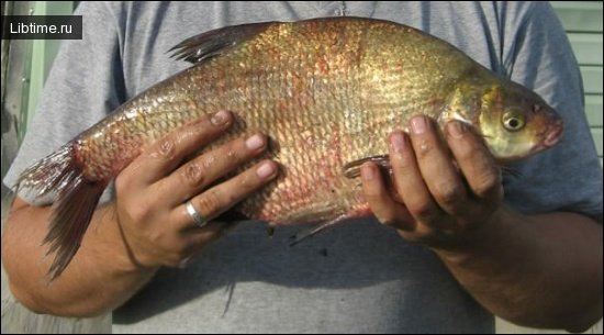 A pound bream