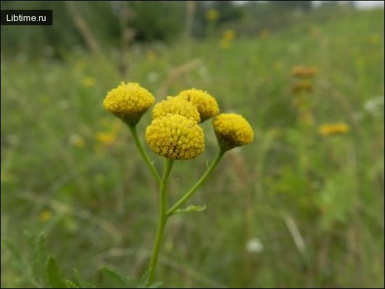 Tansy