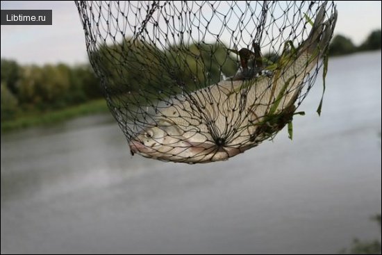 Caught bream