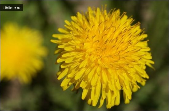 Photo - dandelion flower