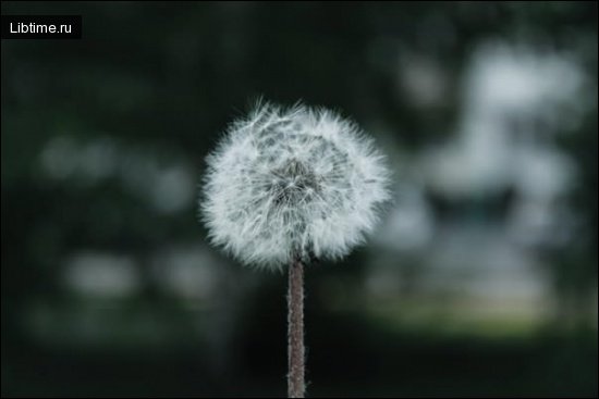 Одуванчик обыкновенный