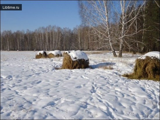 Winter feeding with hay