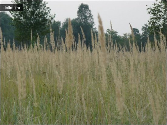 Tall grass
