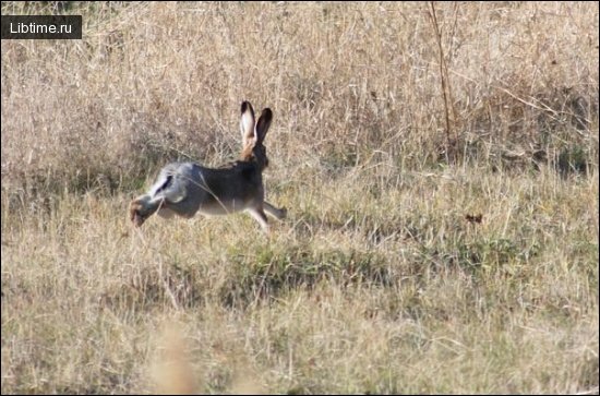 European hare running away