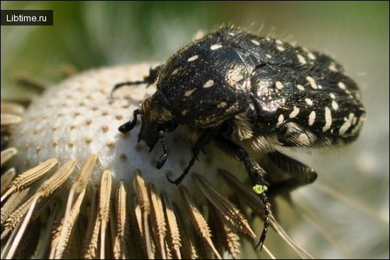 The allen beetle