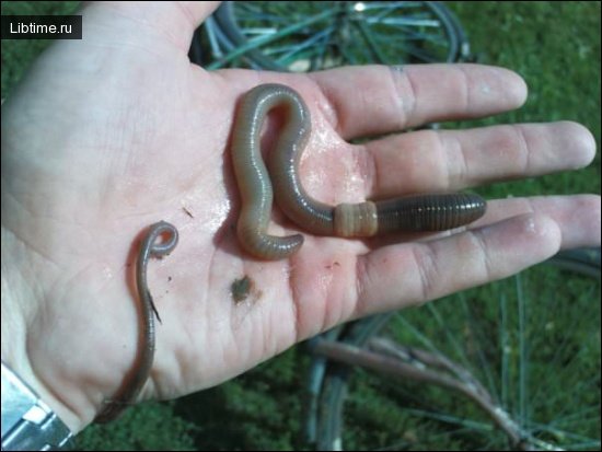 Earthworm