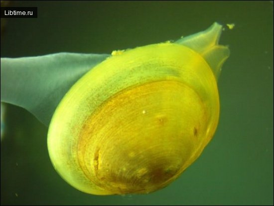 Bivalve