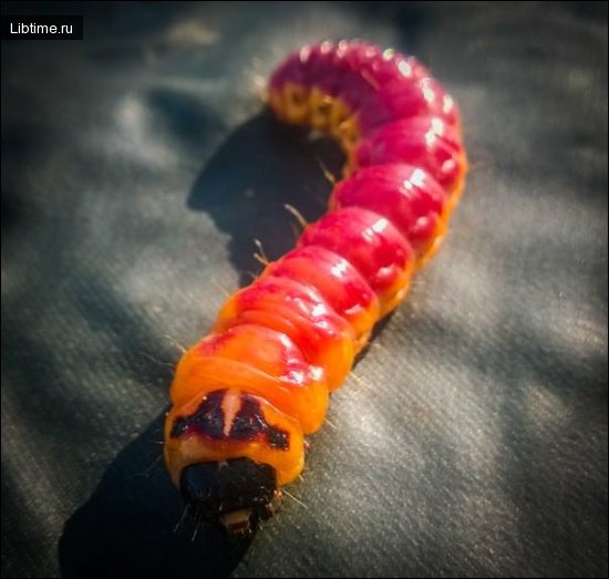 A caterpillar for bait