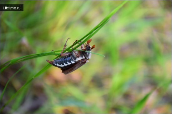 May beetle - May beetle