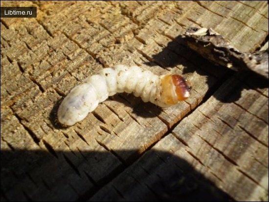 Bark beetle larva