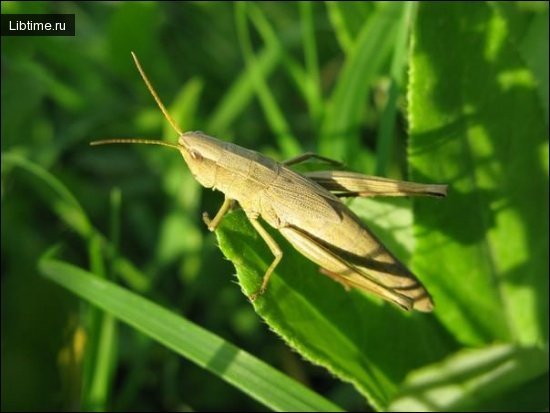Grasshopper