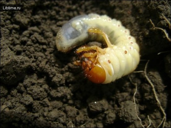 The worm is the larva of the May beetle
