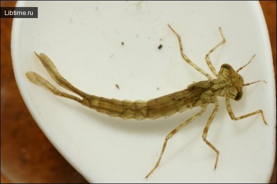 Dragonfly larva