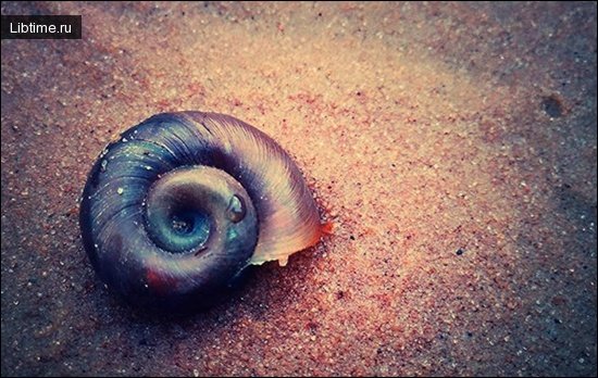 A little seashell
