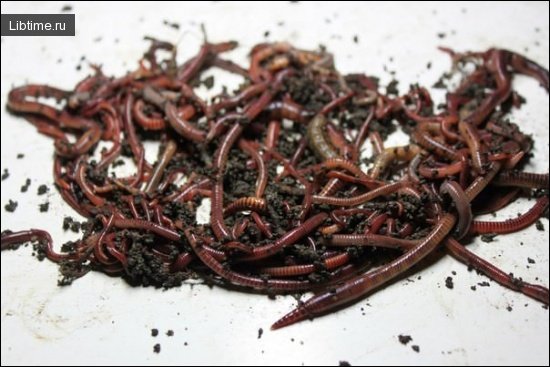 Dungworm