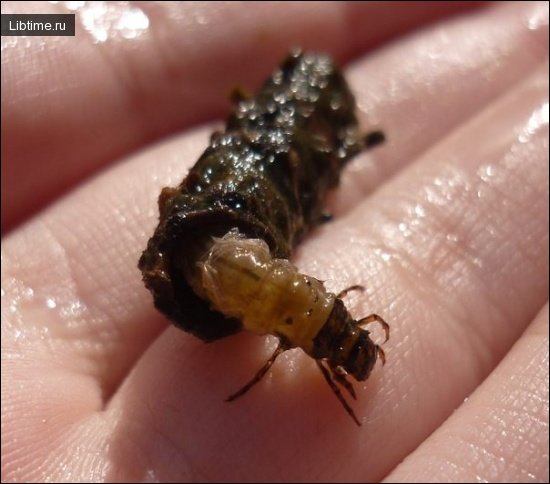 Leech - photo