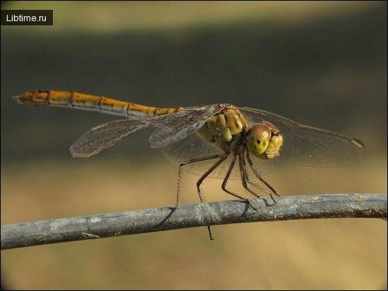 Dragonfly