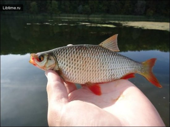 Bait for predatory fish