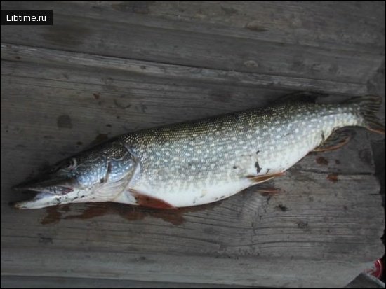Big pike