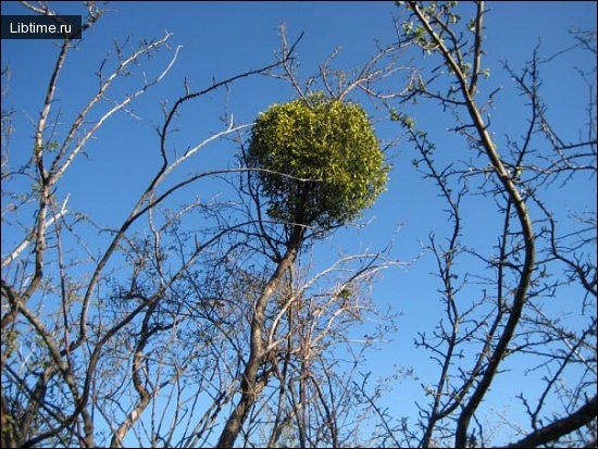 White mistletoe on a tree