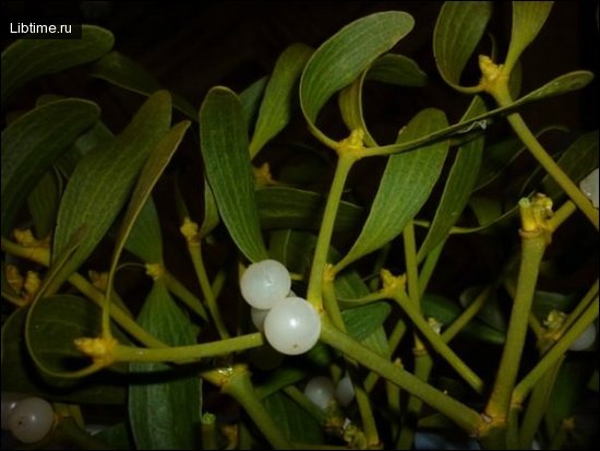 Fruit of white mistletoe