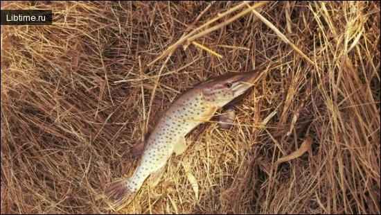 A pike is a fisherman's dream