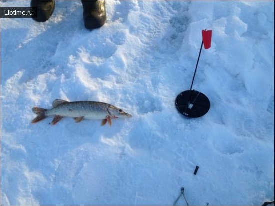 Pike on the gutter in winter