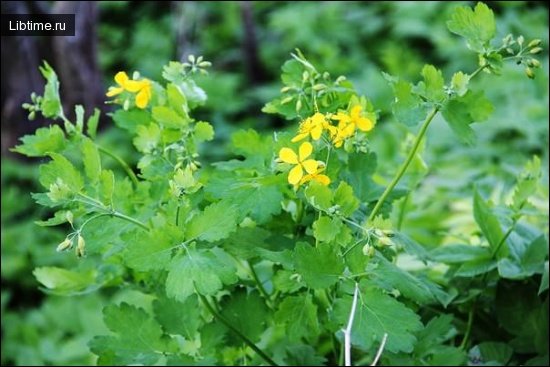 Photo: celandine