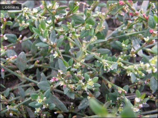 Common knotgrass - photo