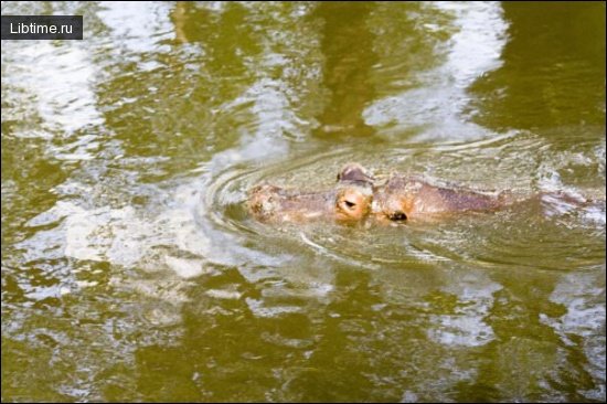 Hippopotamus