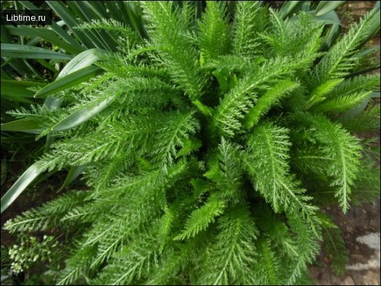 Yarrow leaves