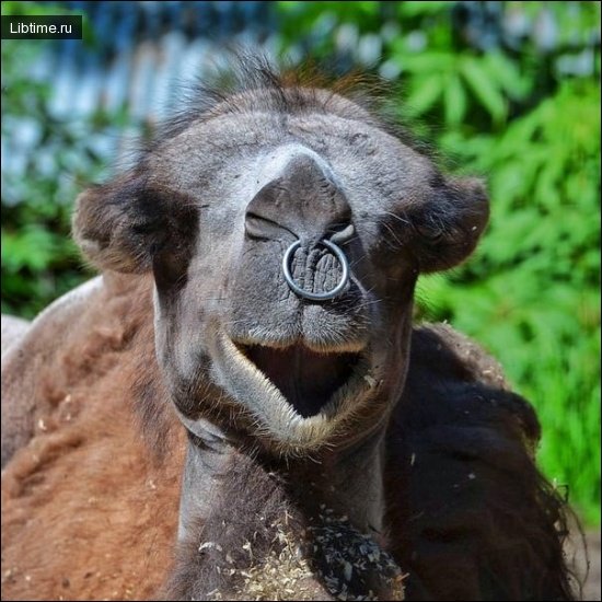 Camel