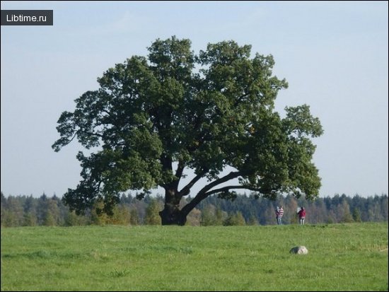 Oak tree