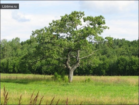 Oak tree
