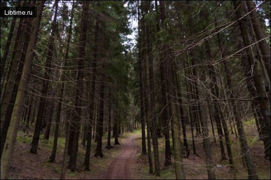 Spruce forest