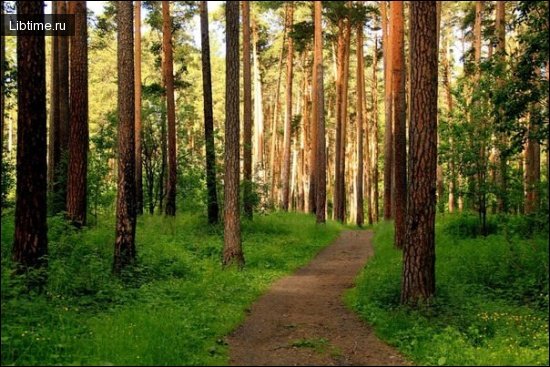 Pine forest - pinewood
