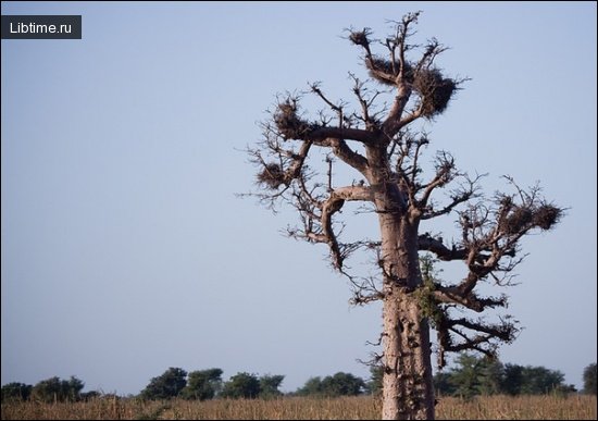 Local sleeping baobab tree