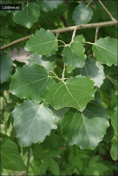 Aspen