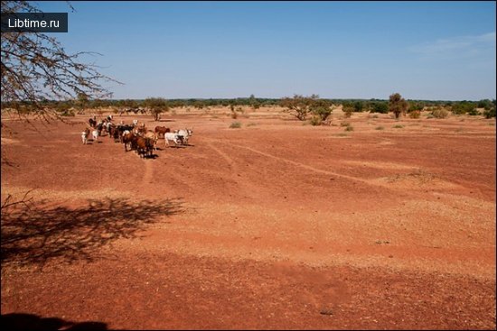 Shepherd on the road to Timbuktu