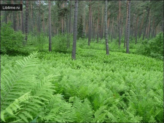 Подлесок в лесу