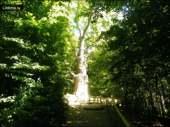 1000-year-old oak