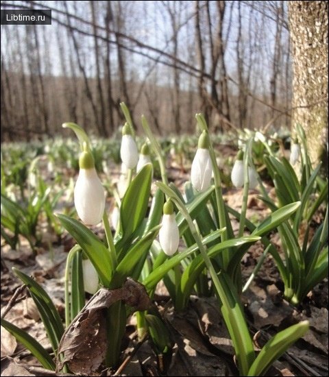 Snowdrops in Kholodny Yar