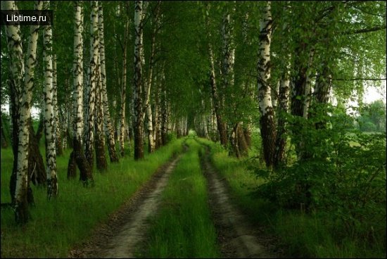Birch forest belt