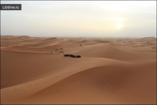Beautiful desert