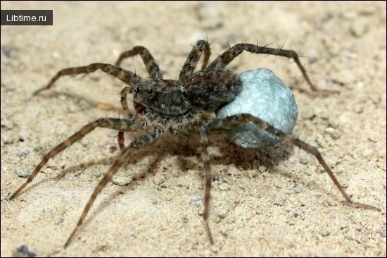 Female Pardosa tatarica (Lycosidae) on the Otuz River, Karadag