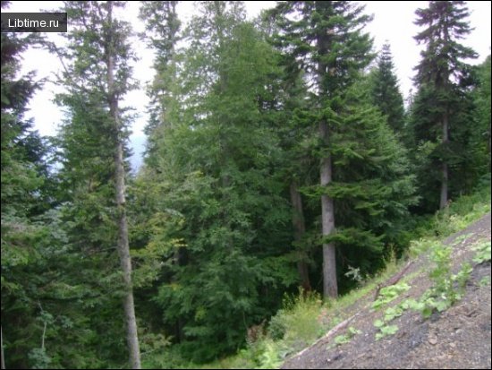 Caucasian fir