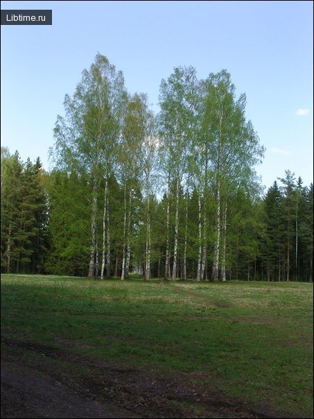 Silver birch