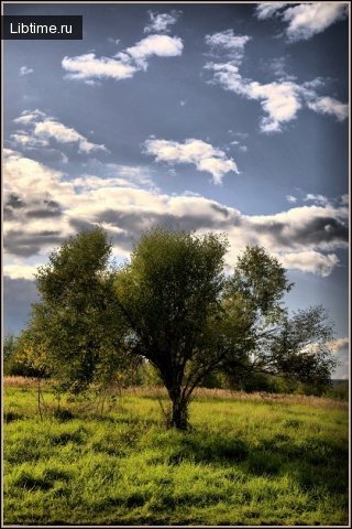 Downy birch