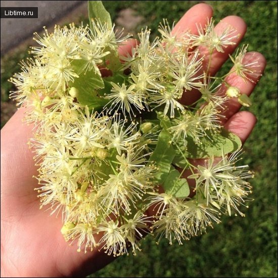 Linden flowers